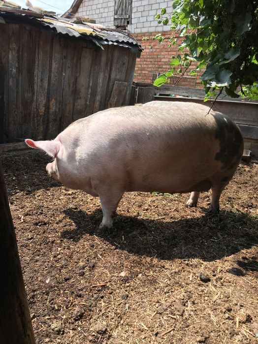 Продам домашніх свиней