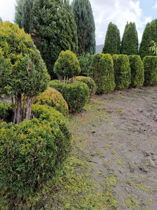 стрижка хвойних рослин. садівник