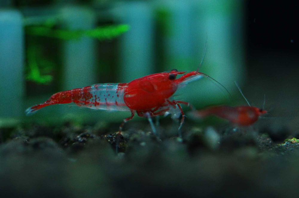 Krewetki Noeoridina Red Rili