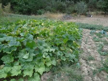 Prédio rústico (terreno) 2,4 hectares à beira da estrada