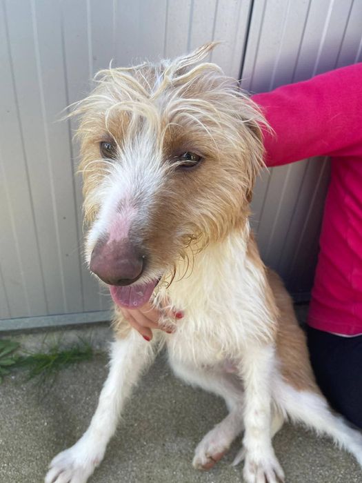 Caozinho com 1 aninho e 3 meses