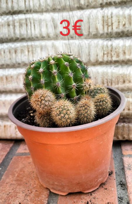Catos Bola (género Echinopsis)