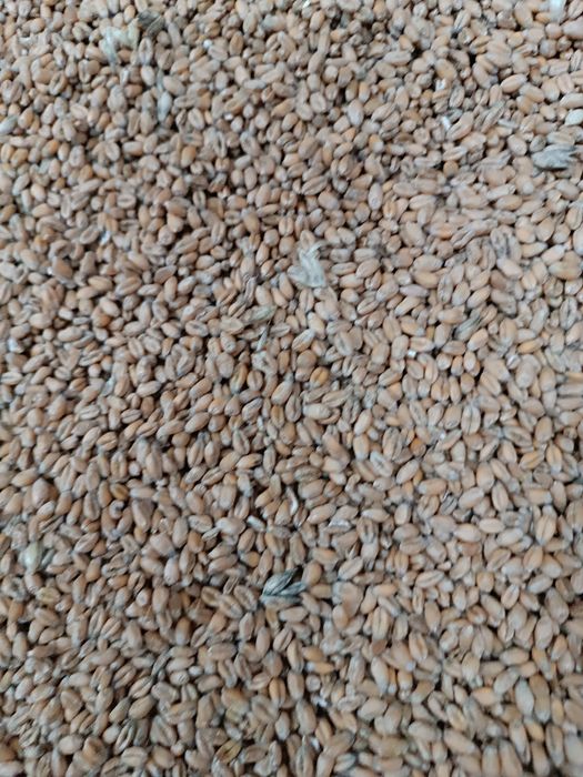 Pszenica zbiór 2025