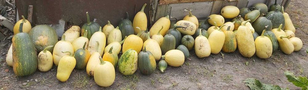 Продам гарбуз на корм тыква