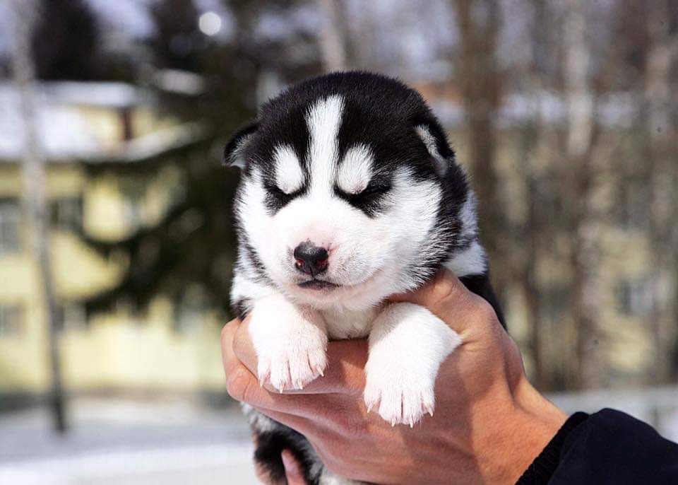 Мальчик хаски. КСУ.