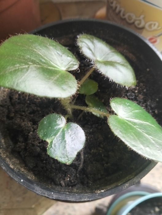 Planta Begónia..
