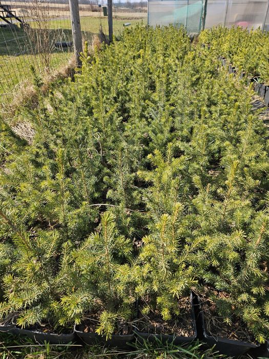 świerk serbski (picea omorika) zdrowe, zahartowane sadzonki do ogrodu.