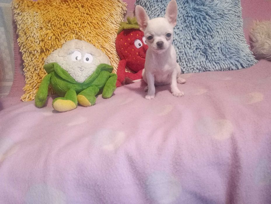 CHIHUAHUA -mini suczka