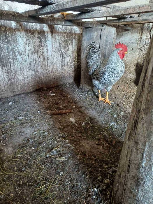 Продаються півні амрокси