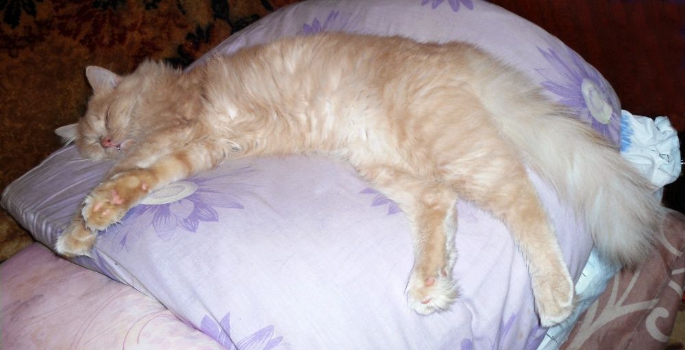 Котик СИМБА. Светло рыжий, пушистый, крупный.