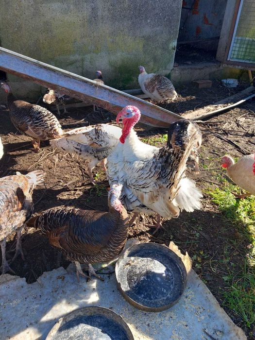 Vendo Perus e Peruas preço na descrição