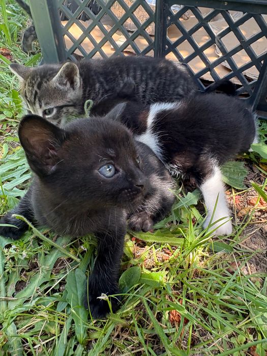 4 gatinhos para adoção