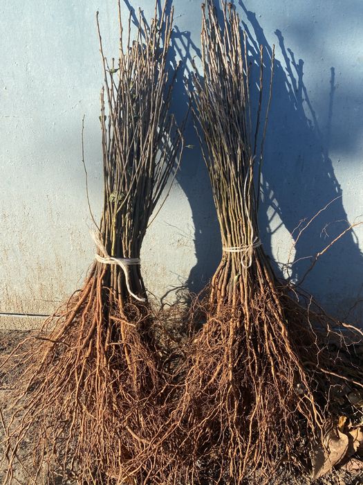 Підщепа аличі,жерделі,дички грушки,антипки,айва сідо, манжурки,хурми
