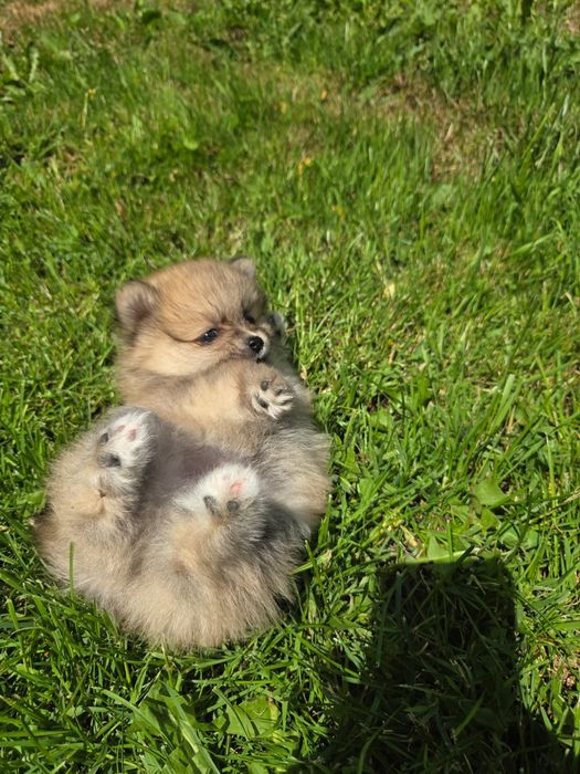 Pomeranian , szpic miniaturowy
