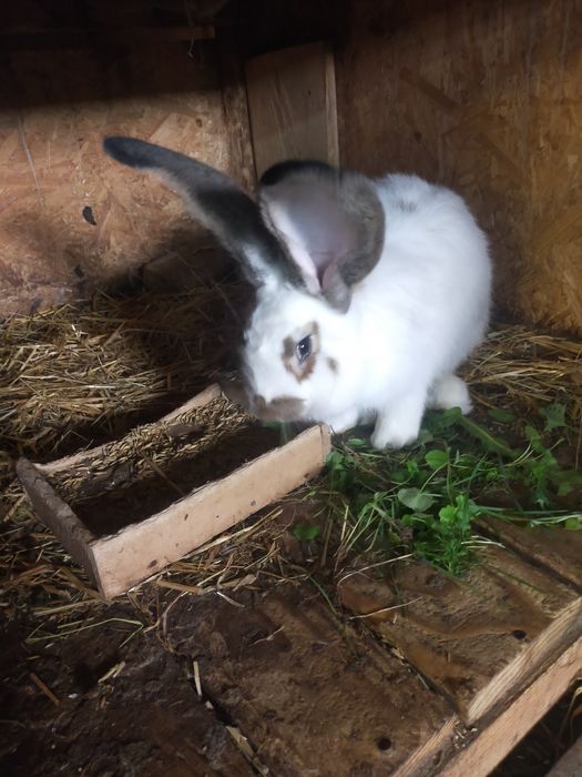 Młode krolice rasy duże