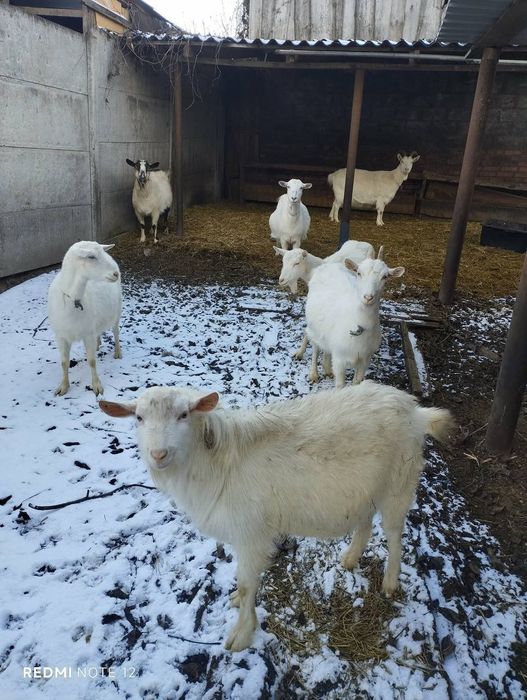 Терміново продаю кози