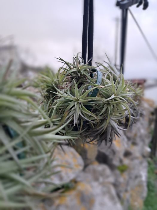 Tillandsias plantas aéreas 
Não precisam de terra, só d