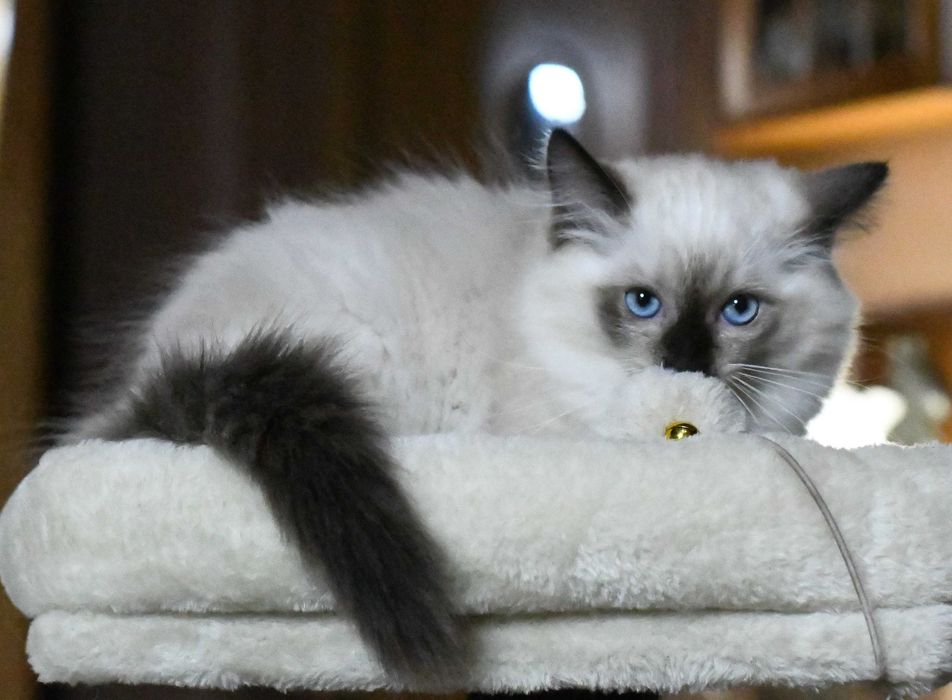 Ragdoll kotka  JOWI po przebadanych rodzicach