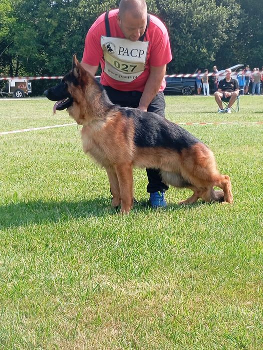 Cachorro Pastor Alemão.