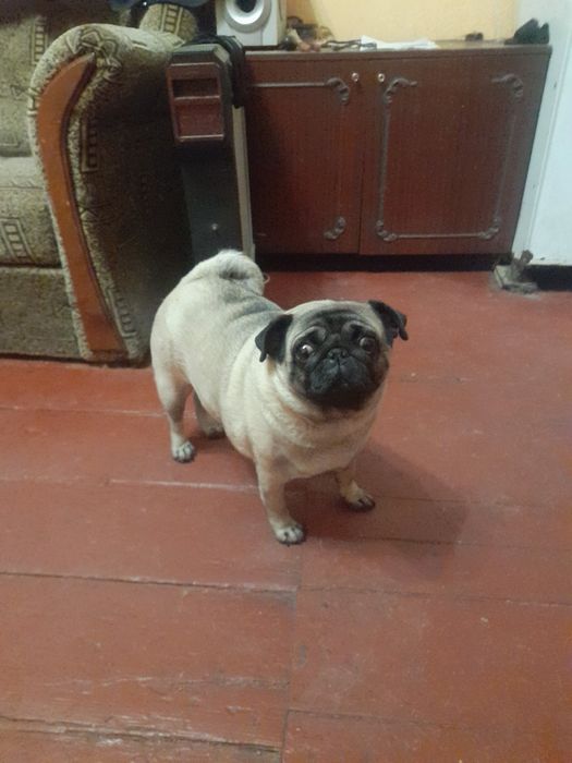 Мопс дівчинка шукає кавалера для спарювання