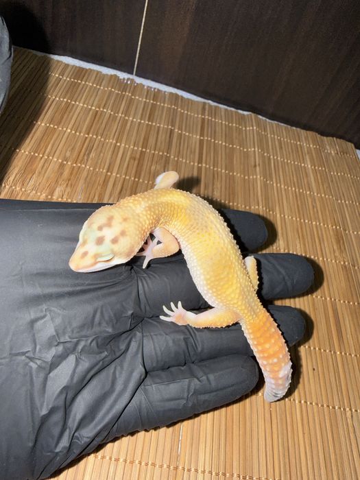 Młode gekony lamparcie