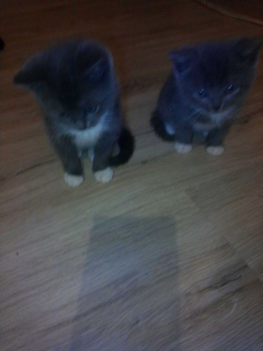 Грайливі Кошенята.