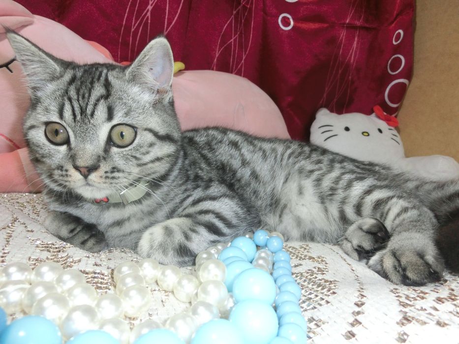 Шотландський віскасний котик