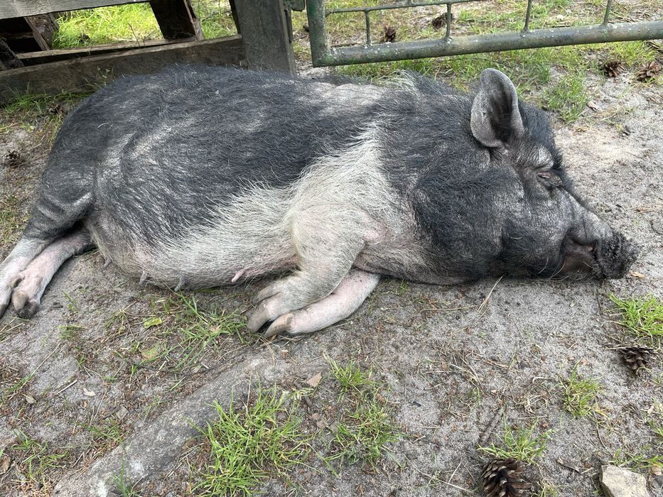 Oddam świnie. Mala świnka, wietnamka