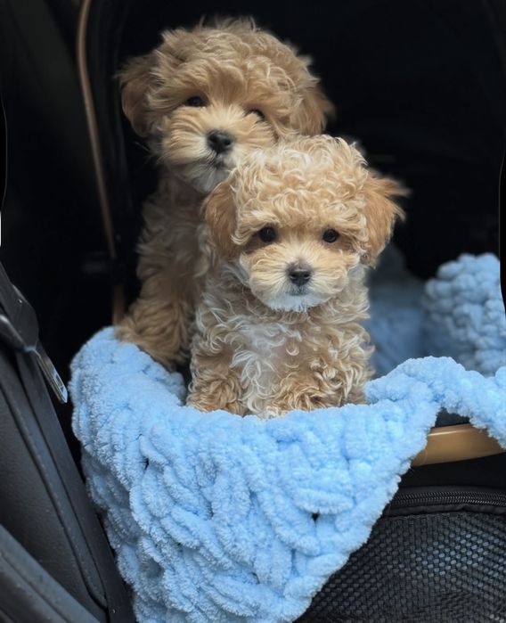 Цуценята мальтіпу