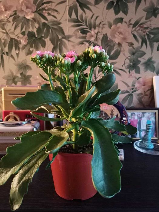 Каланхое Блоссфельда