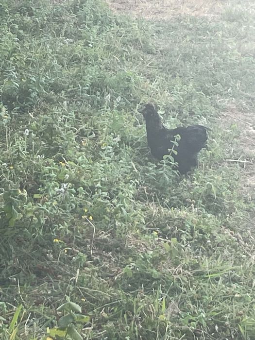 Tenho um Brahma macho para vender