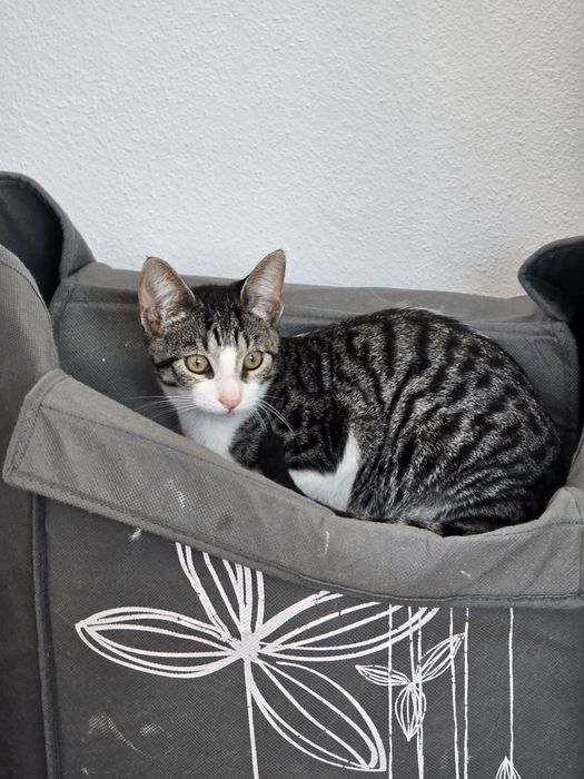 Johnny,  para adoção