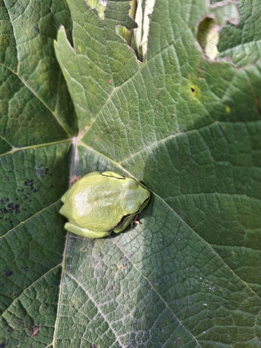 Winogron bez pestek, eco rodzinna plantacja