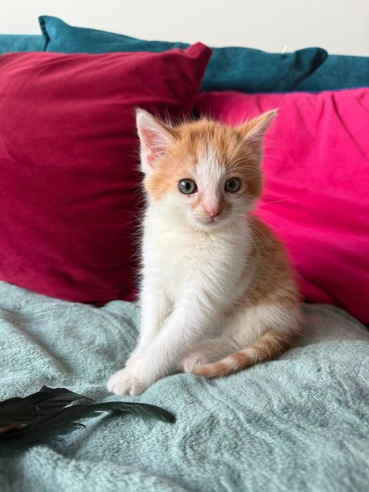 Rude kociaki (kocurki) szukają domu razem lub osobno