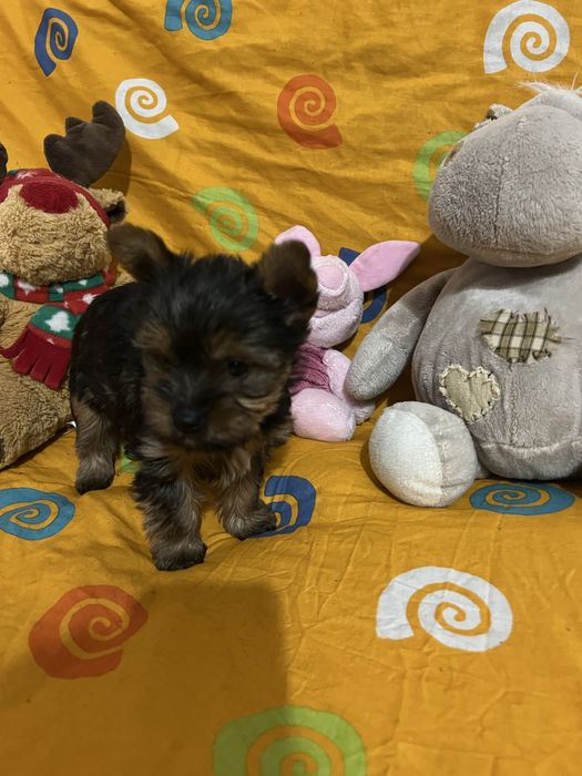Цуценята йоркширського терʼєра дівчинка