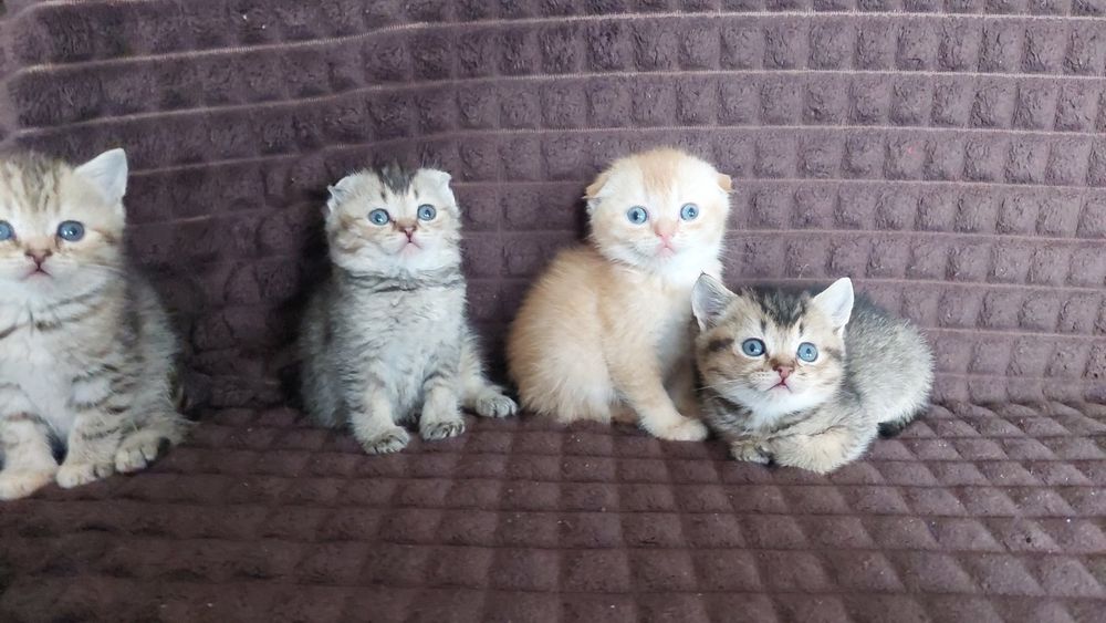 Шотландські кошенята золота шиншила
