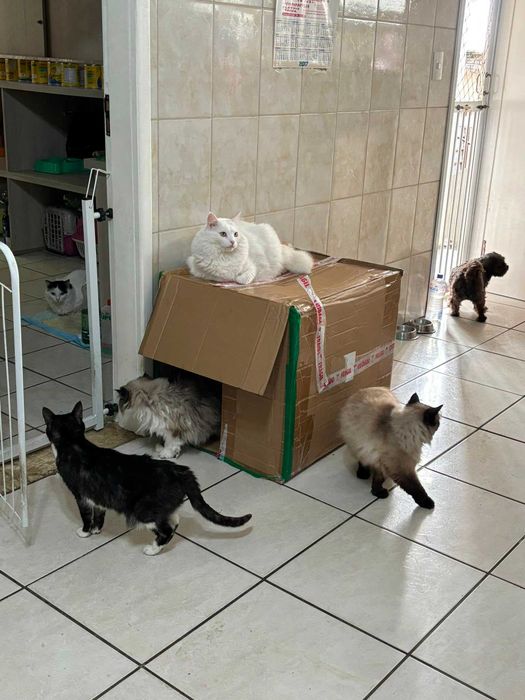 Alojamento familiar para animais / pet sitting / hotel para animais / banhos / tosas / passeios