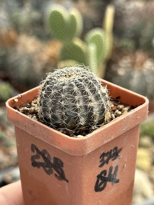 Кактус Лобівія Ребутиноідес Lobivia rebutioides Echinopsis densispina рожевий