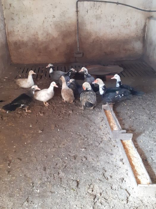 Patos mudos para criação