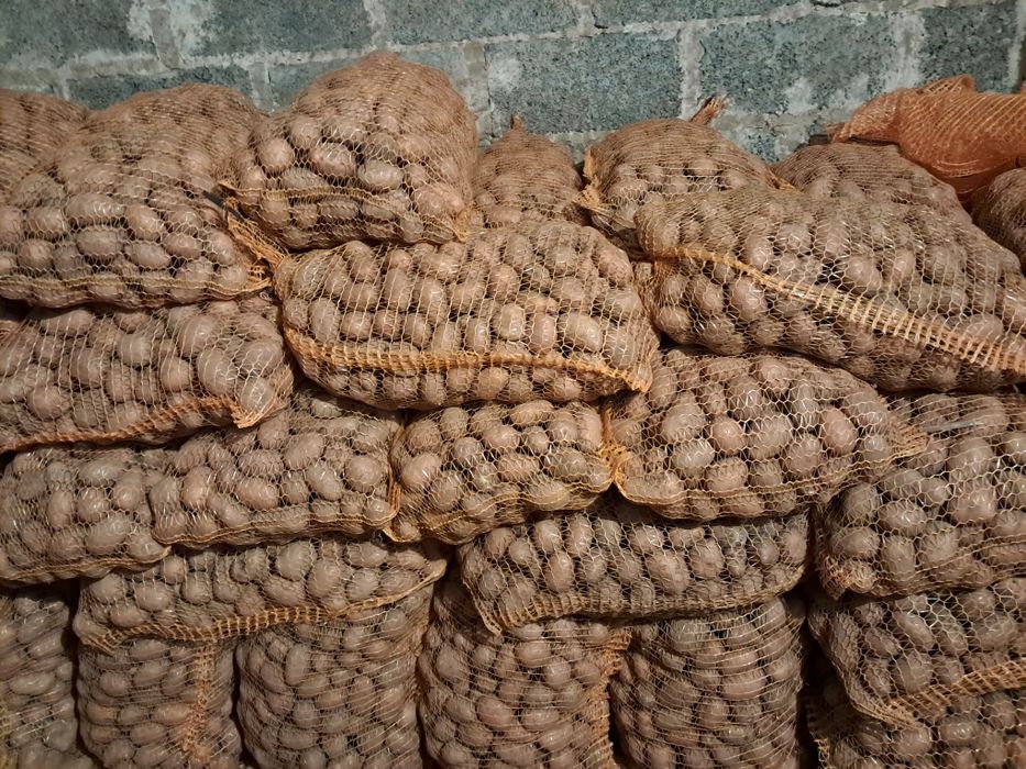 Sadzeniaki Ignacy Soraya Melody Jurek ziemniaki wielkosci sadzeniaka35