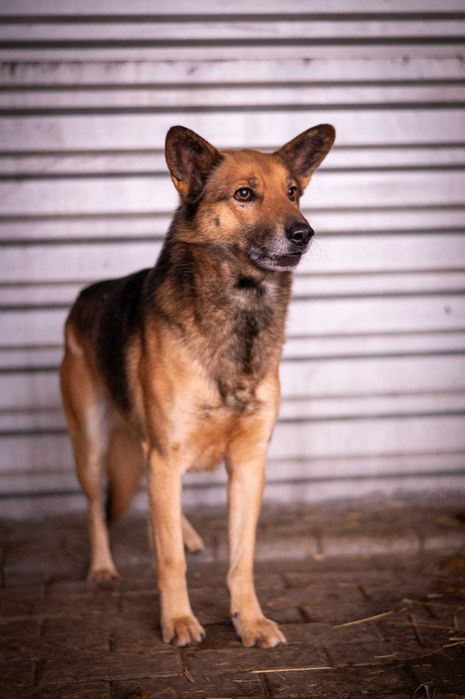 Simba - wolny duch do adopcji