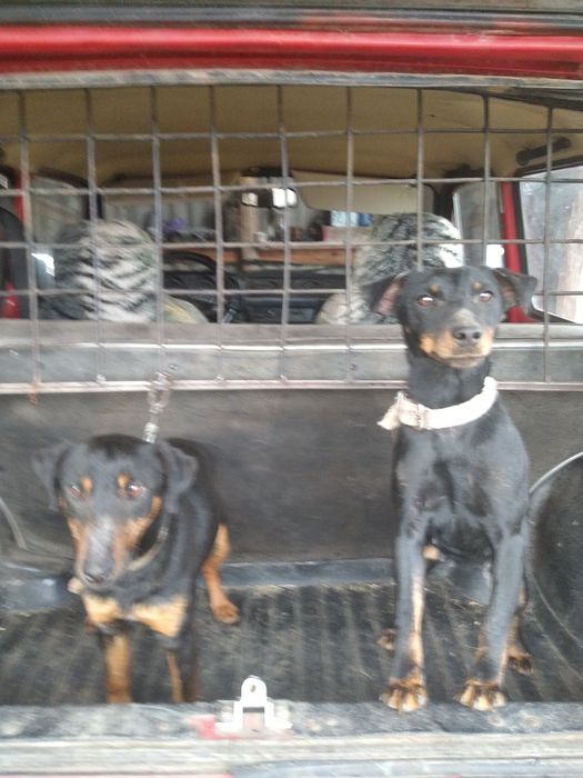 Щенки немецкого ягтерьера