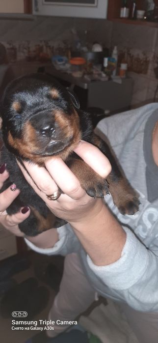 Щенки ротвейлера