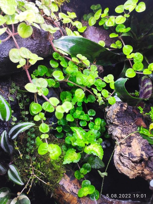 Terrarium tropikalne gekon paludarium vivarium