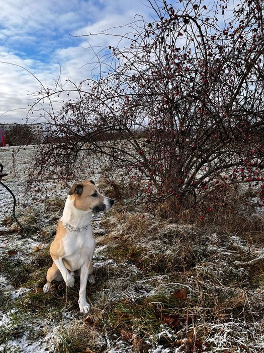 Oddam psiaka w dobre ręce