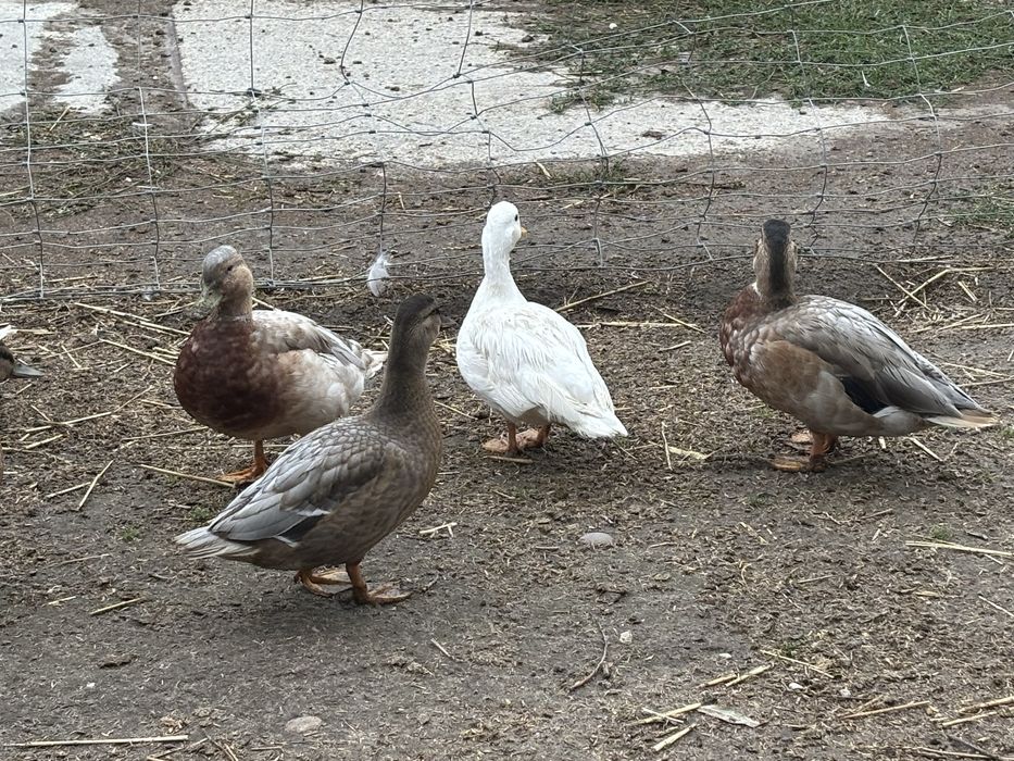 Kaczki call duck miniaturowe