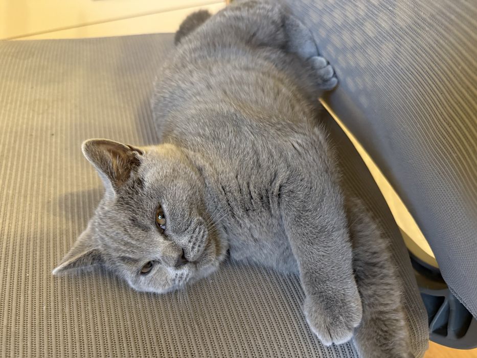 Kotek brytyjski krótkowłosy niebieski