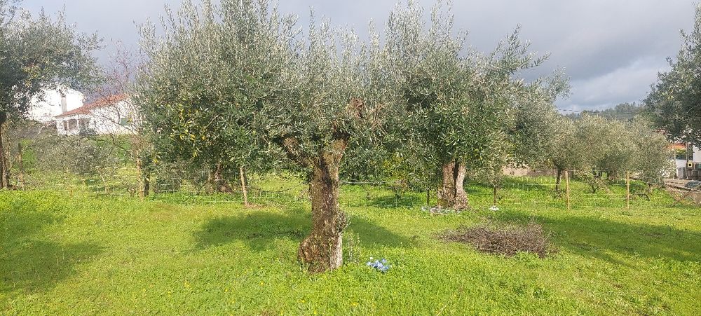 Excelente terreno para  construção. Ótima  localização