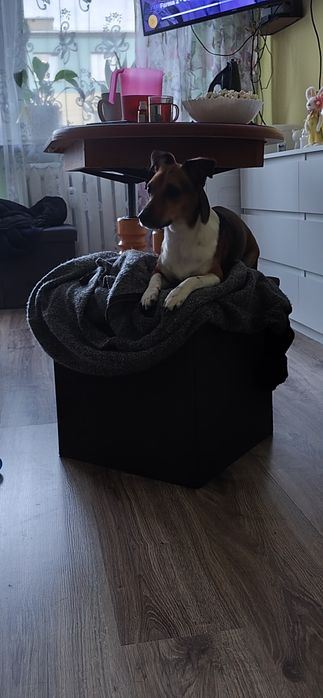 Oddam suczkę za darmo