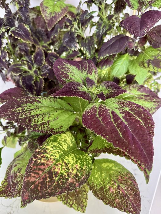 Великий кущ колеуса. Домашня рослина. Колеус микс. Цветы для сада